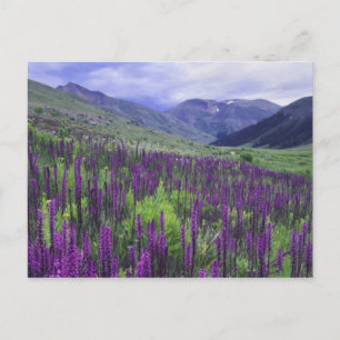 Bergen en wilde bloemen in alpenwei, 2 briefkaart