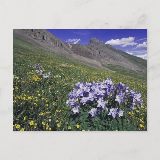 Bergen en wilde bloemen in alpenwei, blauw briefkaart (Voorkant)