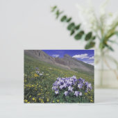 Bergen en wilde bloemen in alpenwei, blauw briefkaart (Staand voorkant)