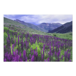Bergen en wilde bloemen in alpiene weide, 2 foto afdruk