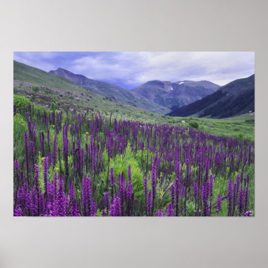 Bergen en wilde bloemen in alpiene weide, 2 poster (Voorkant)