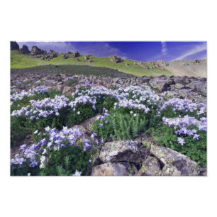 Bergen en wilde bloemen in alpiene weide, foto afdruk