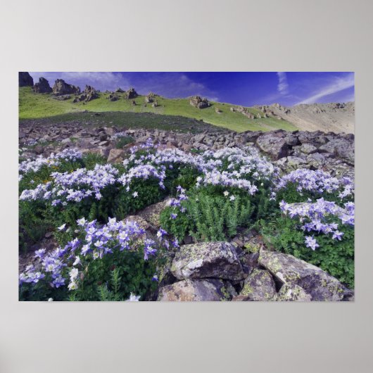 Bergen en wilde bloemen in alpiene weide, poster (Voorkant)