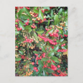 Bergen in het park briefkaart (Voorkant)