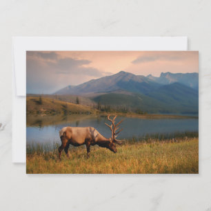 Bergen   Jacques Mountain Range Alberta Canada Bedankkaart