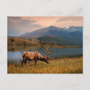 Bergen Jacques Mountain Range Alberta Canada Briefkaart