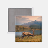 Bergen | Jacques Mountain Range Alberta Canada Magneet (Voorkant / Achterkant)