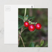Bergen van een wilde lingonbes (Vaccinium vitis-id Briefkaart (Voorkant / Achterkant)