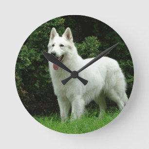 Berger Blanc Suisse Dog Ronde Klok