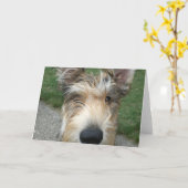 Berger de Picard Kaart (Gele Bloem)