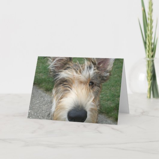 Berger de Picard Kaart (Voorkant)