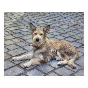 Berger de Picardie Poster