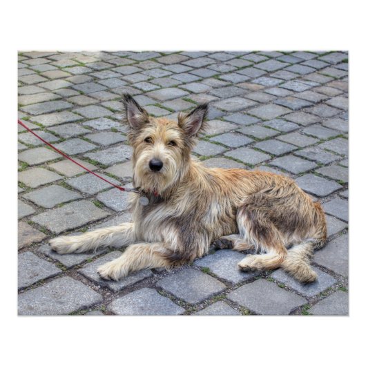 Berger de Picardie Poster (Voorkant)