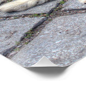 Berger de Picardie Poster (Hoek)