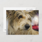 Berger Picard Dog Briefkaart (Voorkant / Achterkant)
