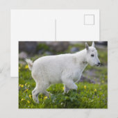 Berggeit kind bij Logan Pass in Glacier Briefkaart (Voorkant / Achterkant)