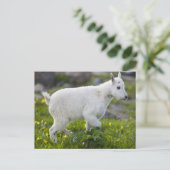 Berggeit kind bij Logan Pass in Glacier Briefkaart (Staand voorkant)