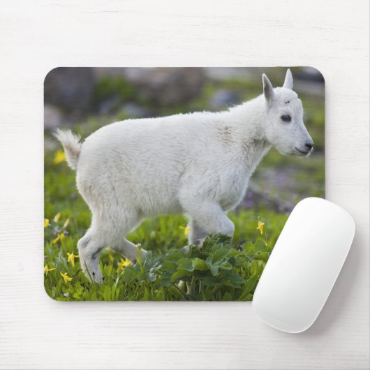 Berggeit kind bij Logan Pass in Glacier Muismat (Met muis)