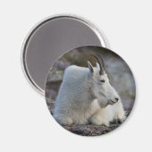 berggeit magneet (Voorkant / Achterkant)