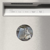 berggeit magneet (Insitu (Vaatwasser))