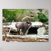 Berggeit Poster (Voorkant)