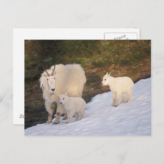 berggeiten briefkaart (Voorkant / Achterkant)