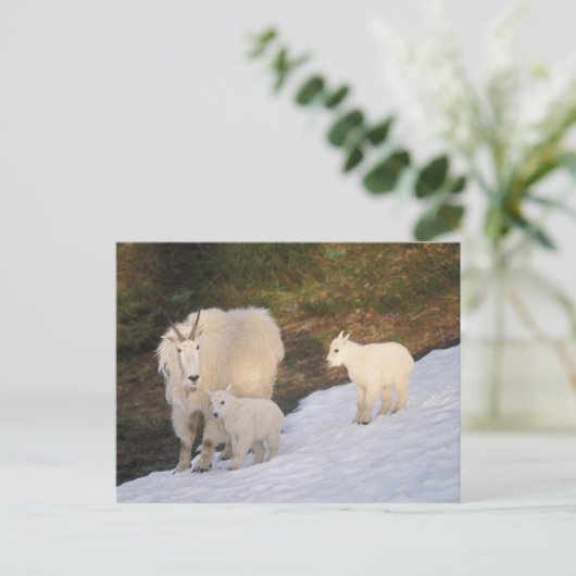 berggeiten briefkaart (Staand voorkant)