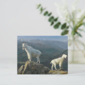 Berggeiten door Albert Bierstadt Briefkaart (Staand voorkant)