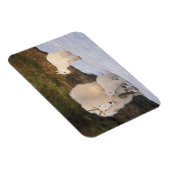 berggeiten magneet (Rechterzijde)