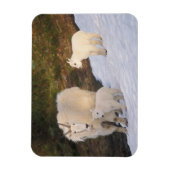 berggeiten magneet (Verticaal)