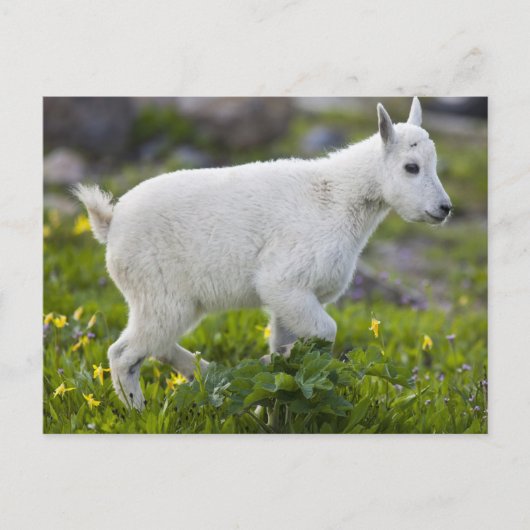 Berggeitjong bij Logan Pass in Glacier Briefkaart (Voorkant)