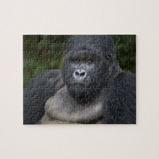 Berggorilla en Zilverruggorilla Legpuzzel (Horizontaal)