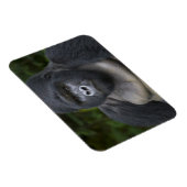Berggorilla en Zilverruggorilla Magneet (Rechterzijde)