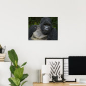 Berggorilla en Zilverruggorilla Poster (Thuiskantoor)