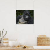 Berggorilla en Zilverruggorilla Poster (Keuken)