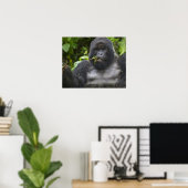 Berggorilla en Zilverruggorilla Poster (Thuiskantoor)