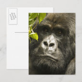 Berggorilla, Gorilla beringei beringei, Briefkaart (Voorkant / Achterkant)