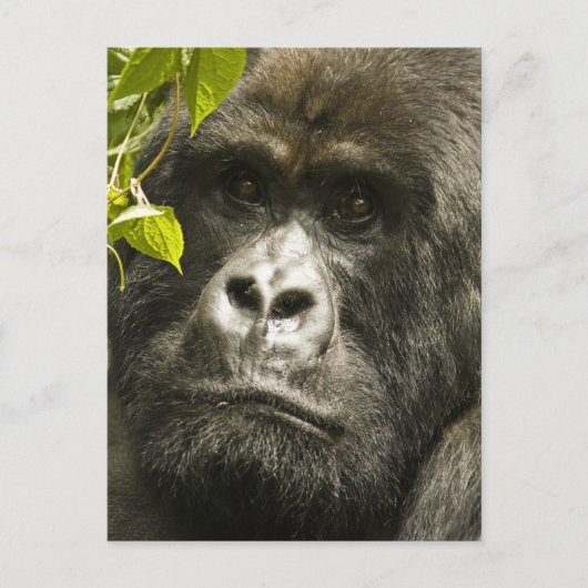 Berggorilla, Gorilla beringei beringei, Briefkaart (Voorkant)