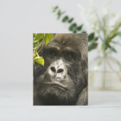 Berggorilla, Gorilla beringei beringei, Briefkaart (Staand voorkant)