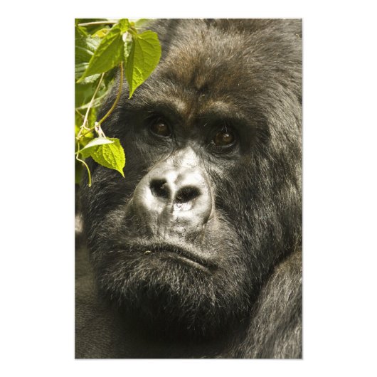 Berggorilla, Gorilla beringei beringei, Foto Afdruk (Voorkant)