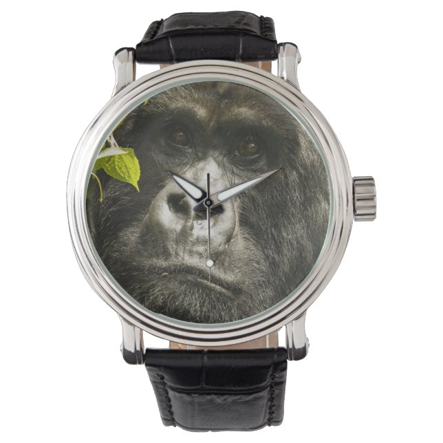 Berggorilla, Gorilla beringei beringei, Horloge (Voorkant)