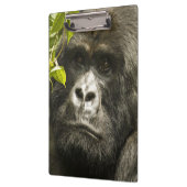 Berggorilla, Gorilla beringei beringei, Klembord (Links)