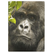 Berggorilla, Gorilla beringei beringei, Klembord (Achterkant)
