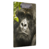 Berggorilla, Gorilla beringei beringei, Klembord (Rechts)