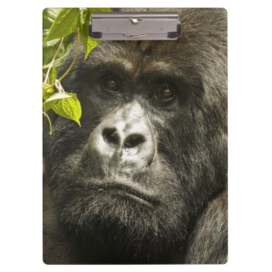 Berggorilla, Gorilla beringei beringei, Klembord (Voorkant)