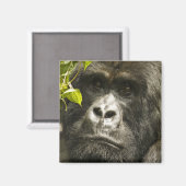 Berggorilla, Gorilla beringei beringei, Magneet (Voorkant / Achterkant)