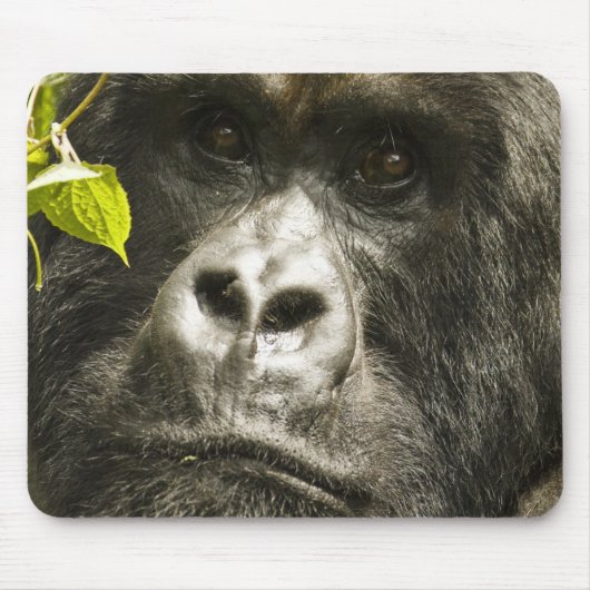 Berggorilla, Gorilla beringei beringei, Muismat (Voorkant)