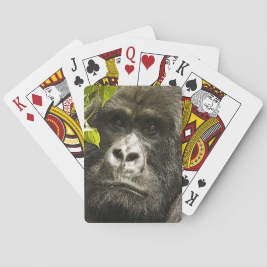 Berggorilla, Gorilla beringei beringei, Pokerkaarten (Achterkant)