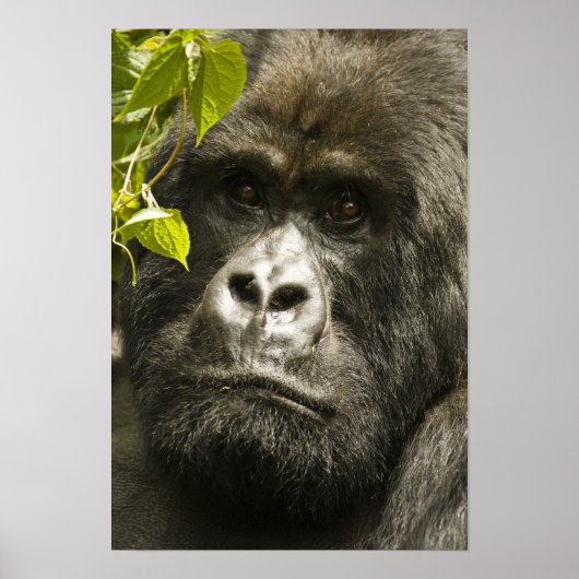 Berggorilla, Gorilla beringei beringei, Poster (Voorkant)