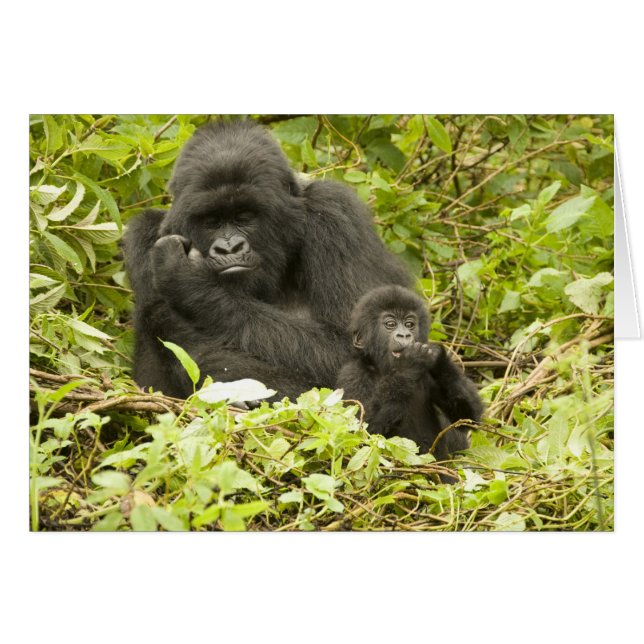 Berggorilla, Gorilla beringei (voorheen G. (Voorkant Horizontaal)